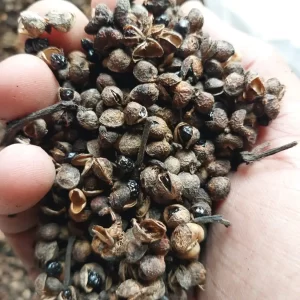 Sichuan Pepper