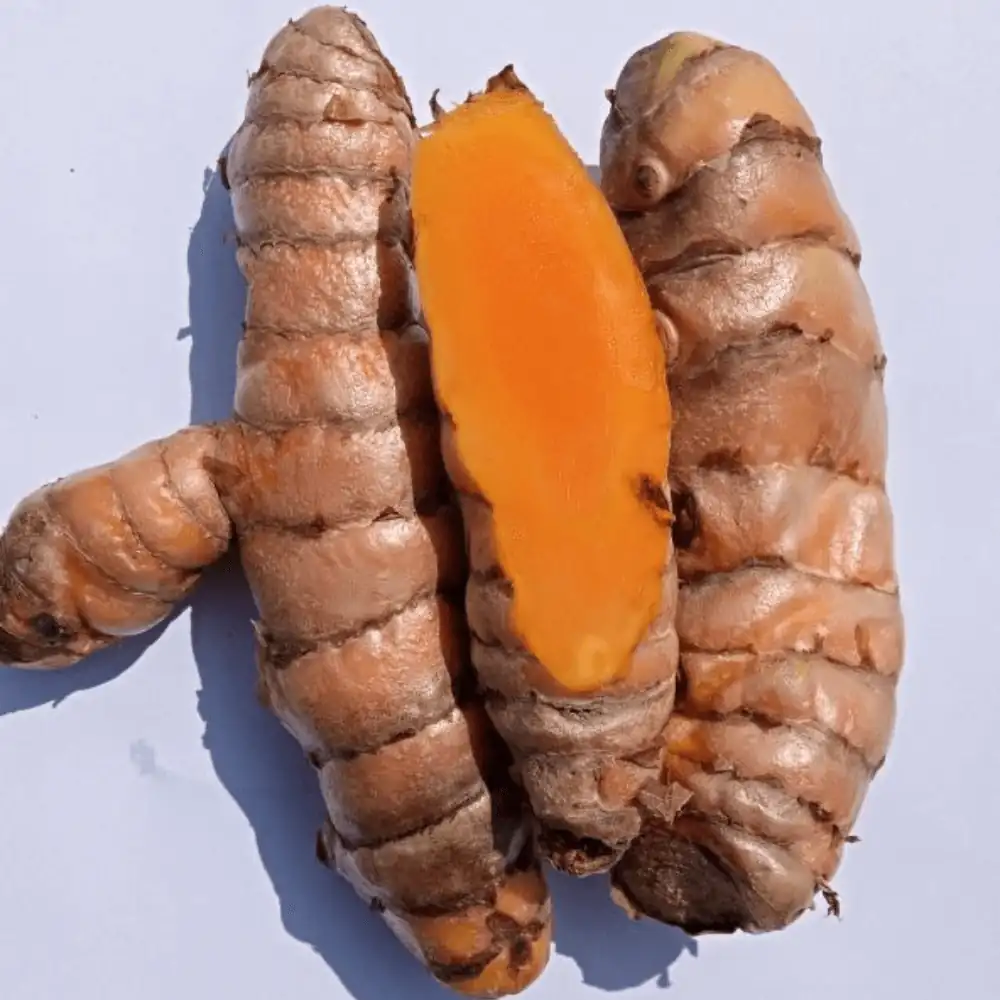 Lakadong turmeric high curcumin haldi India premium bulk supply